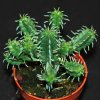 Euphorbia submammillaris-art315